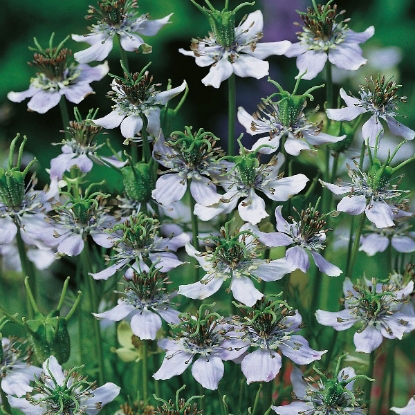 Picture of Herb Cumin Black (Nigella Sativa)